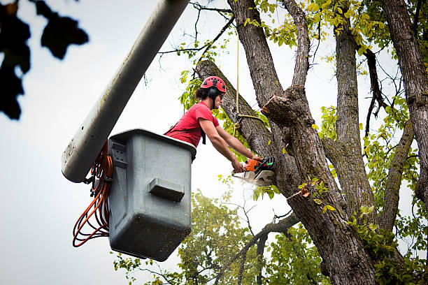 Best Root Management and Removal  in Lake Crystal, MN